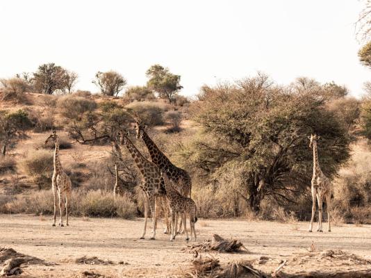 Frylinckspan Guestfarm and Venue - 245282