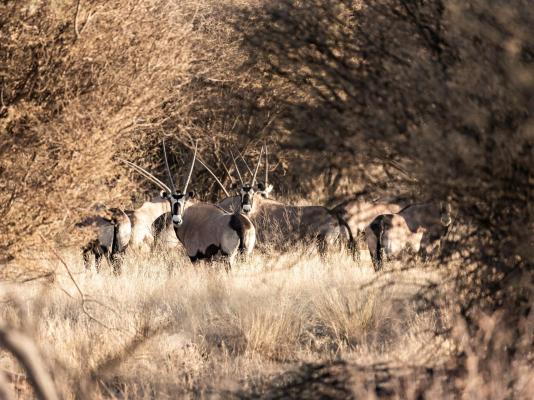 Frylinckspan Guestfarm and Venue - 245285