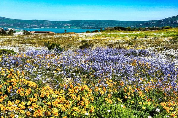 Noa Haven, Langebaan, 4 Sleeper - 245436