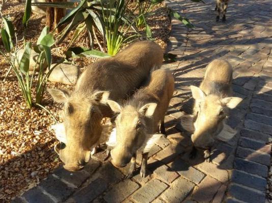 Call of the Wild Lodge - 245441