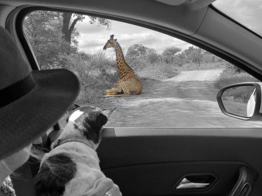 Call of the Wild Lodge - 245444