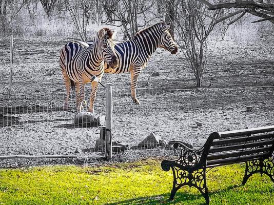 Call of the Wild Lodge - 245450