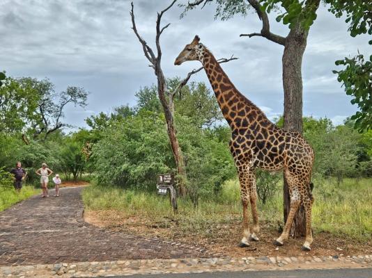 Call of the Wild Lodge - 245453