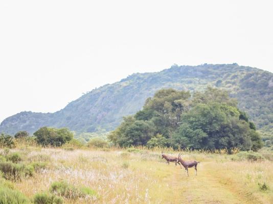 Harnham Mountain Lodge - 245734