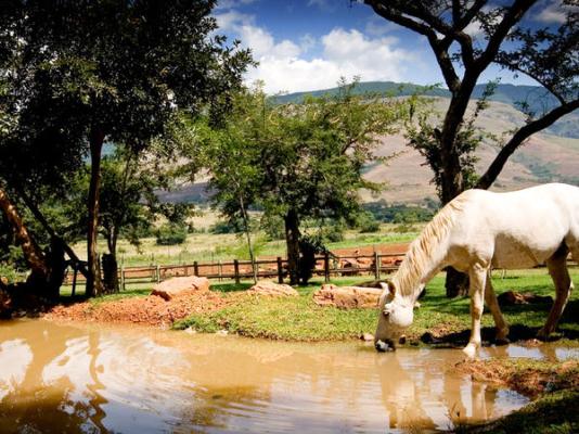 Caracal Lodge - 246025