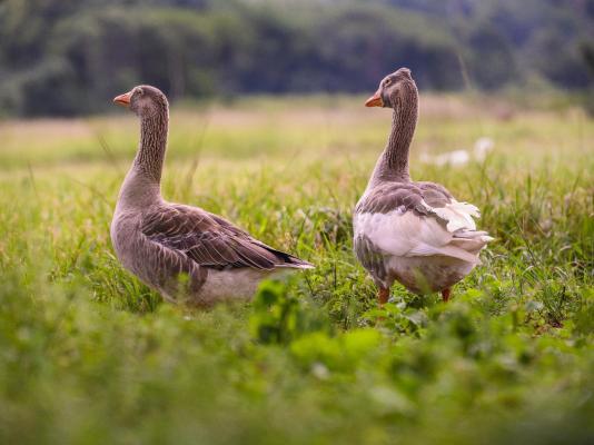 Caracal Lodge - 246026