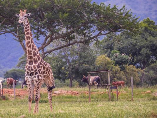 Caracal Lodge - 246029