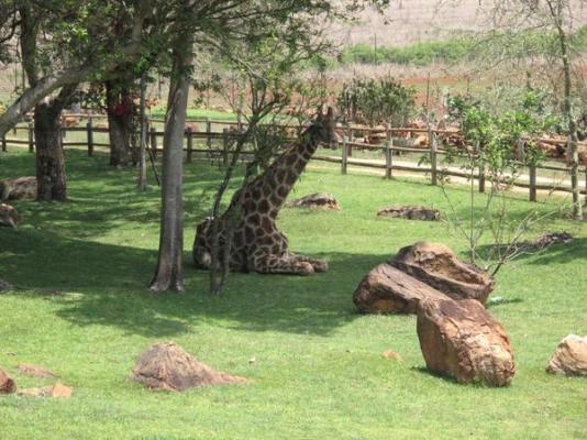 Caracal Lodge - 246033