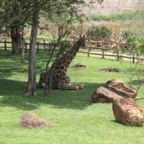 Caracal Lodge - 246033