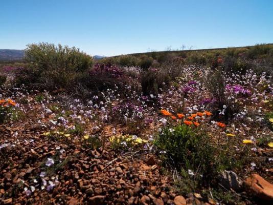 Kagga Kamma Nature Reserve - 246096