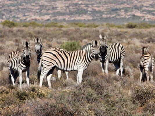 Kagga Kamma Nature Reserve - 246097