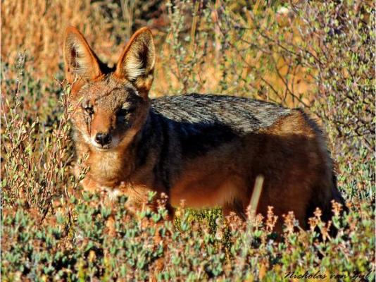 Kagga Kamma Nature Reserve - 246107
