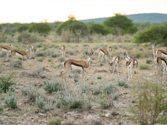 Epacha Game Lodge and Spa - 246387