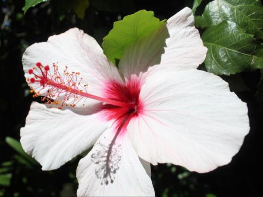 Cosy Corner Guest House - 246978