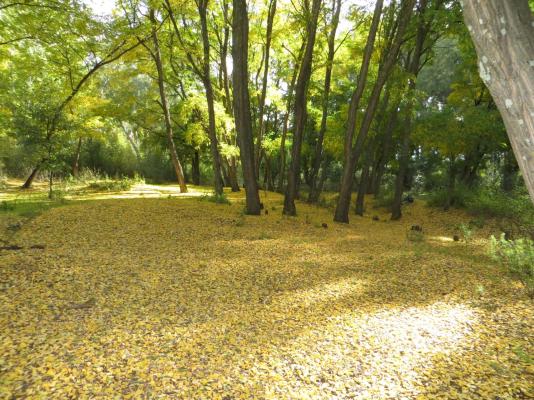 Country Cottages - 247300