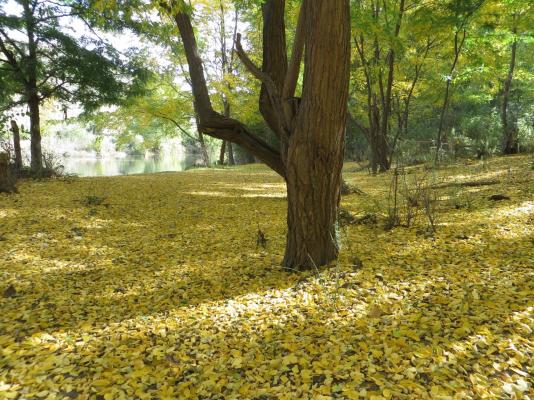 Country Cottages - 247302