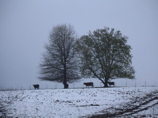 Waterwoods Equestrian Venue and Cottages - 247336