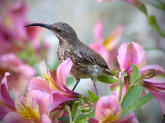 Waterwoods Equestrian Venue and Cottages - 247337