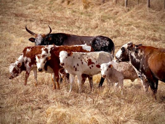 Waterwoods Equestrian Venue and Cottages - 247338