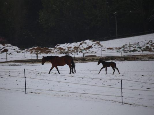 Waterwoods Equestrian Venue and Cottages - 247342