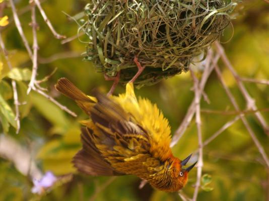 Dungbeetle River Lodge - 247586