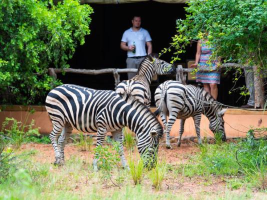 Leopard Walk Lodge - 247712