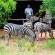 Leopard Walk Lodge - 247712