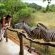Leopard Walk Lodge - 247719