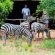 Leopard Walk Lodge - 247723