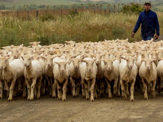 Skeiding Guest Farm - 247766