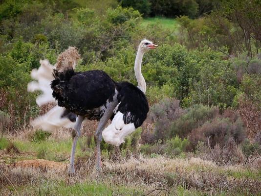 Skeiding Guest Farm - 247775