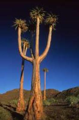 Richtersveld Cultural and Botanical Landscape