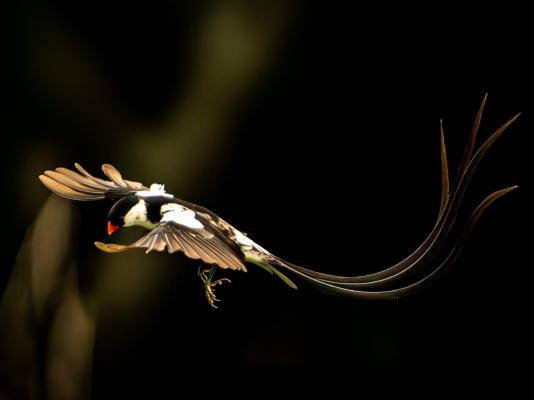 Swartvlei Guest Farm - 247939