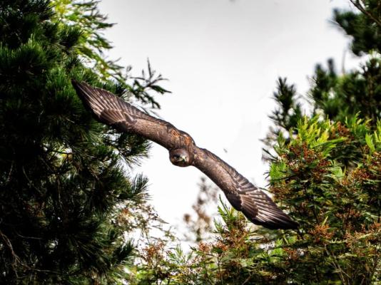 Swartvlei Guest Farm - 247954