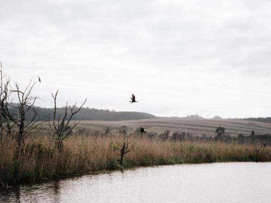 Swartvlei Guest Farm - 247959