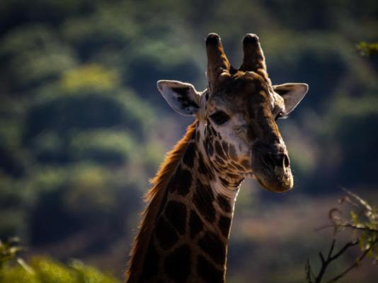 Iwamanzi Game Lodge - 248273