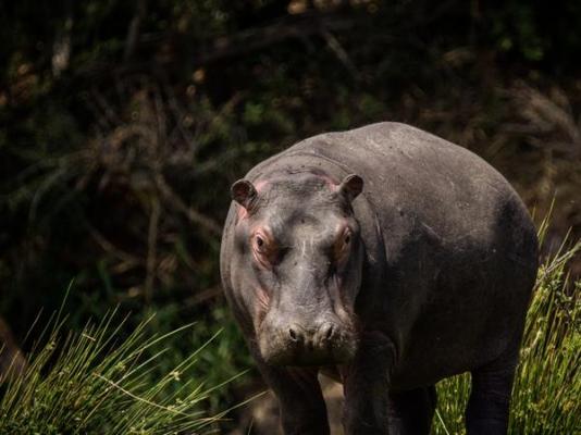 Iwamanzi Game Lodge - 248284