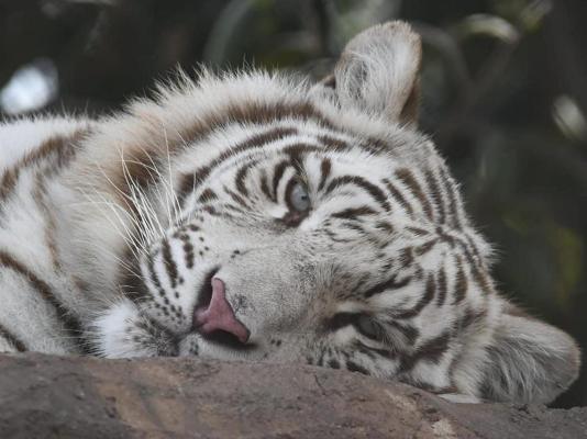 Zabini Lodge Rooms With Private Pools - 248836