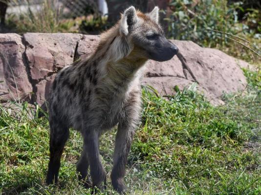 Zabini Lodge Rooms With Private Pools - 248837