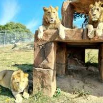 Zabini Lodge Rooms With Private Pools - 248839