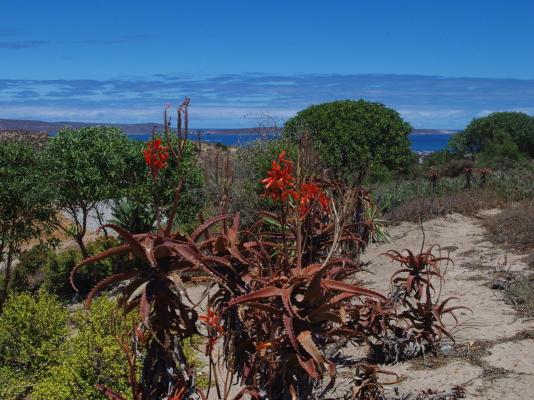 Black Eagle's Rest - 249130