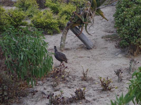 Black Eagle's Rest - 249134