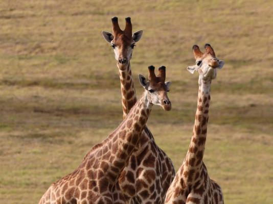 Forest View Luxury Farm Stay - 249244