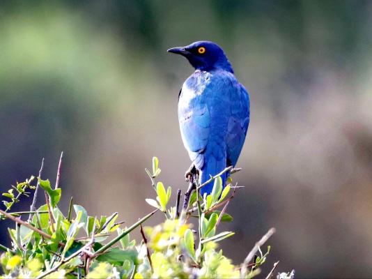 Forest View Luxury Farm Stay - 249246