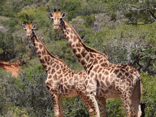 Forest View Luxury Farm Stay - 249251