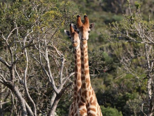 Forest View Luxury Farm Stay - 249252