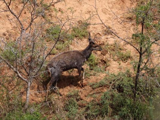 Forest View Luxury Farm Stay - 249259