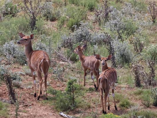 Forest View Luxury Farm Stay - 249261