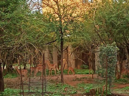 Penthouse at Kruger Safari Lodge - 249767