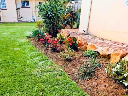 Tau Golden Mane - 250636